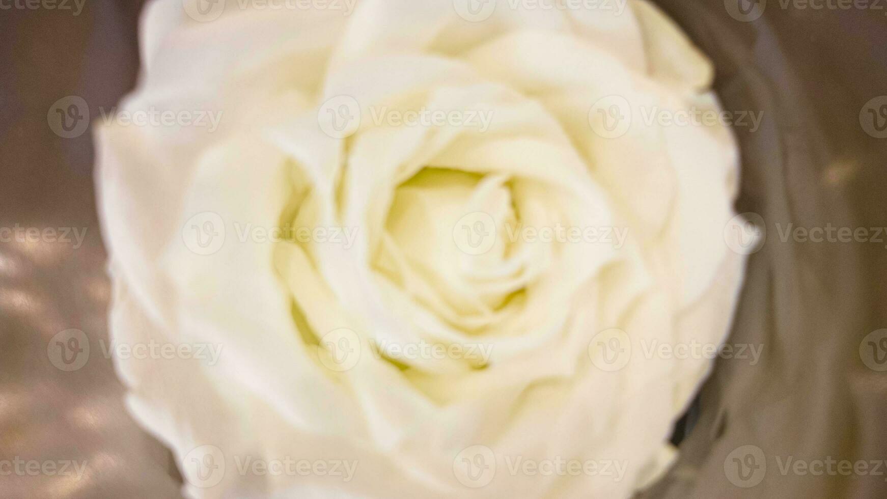 sfocatura sfondo.rosa bianca isolato sfondo sfondo leggero struttura natura fiore petalo bellissimo petalo astratto simbolo cartello 14 quattordici febbraio giorno amore romanza bellissimo nozze contento San Valentino foto