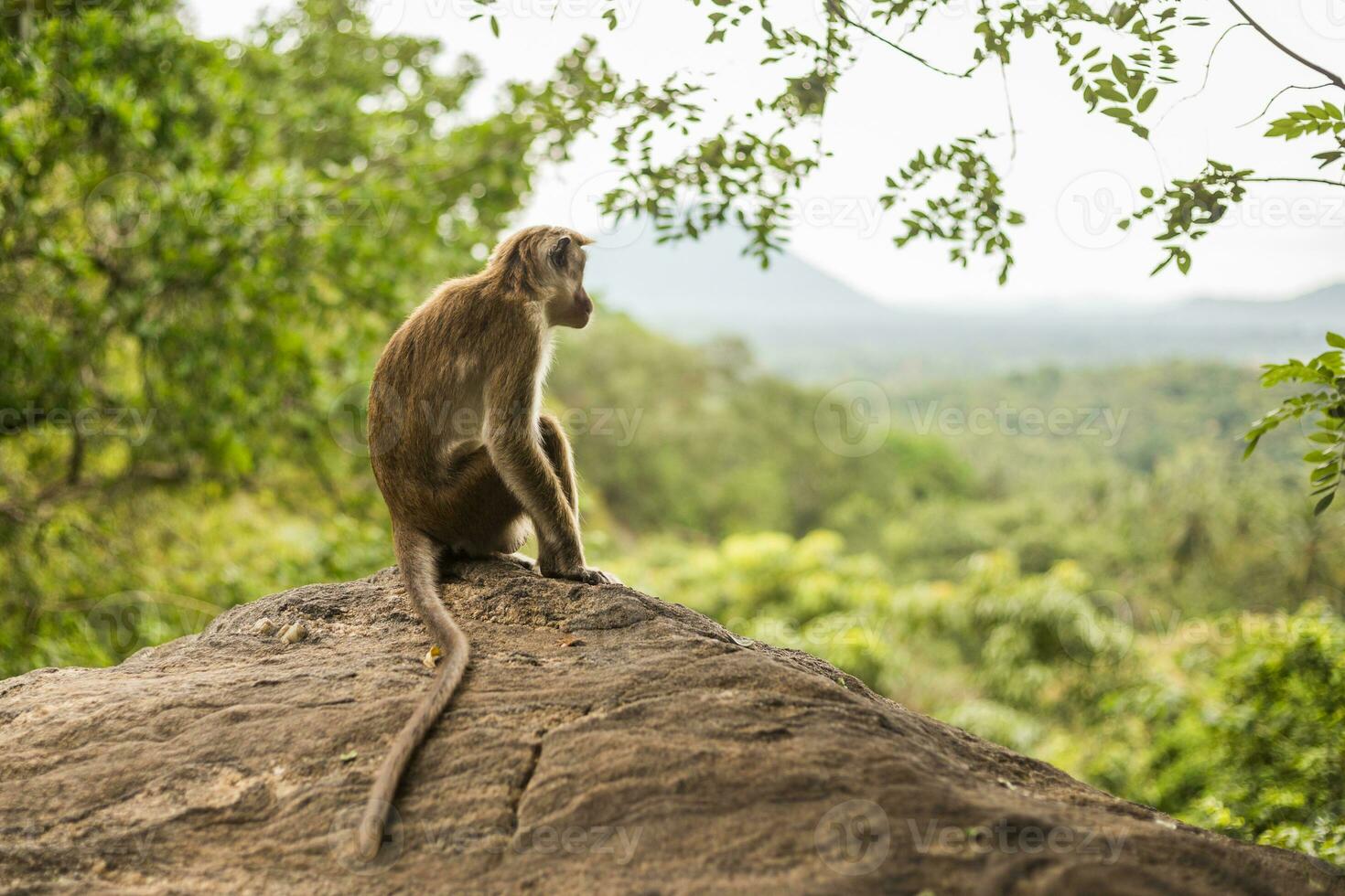 tocco macaco scimmia seduta e guardare a Visualizza a sri lanka.immagine contiene poco rumore perché di alto iso impostato su telecamera. foto