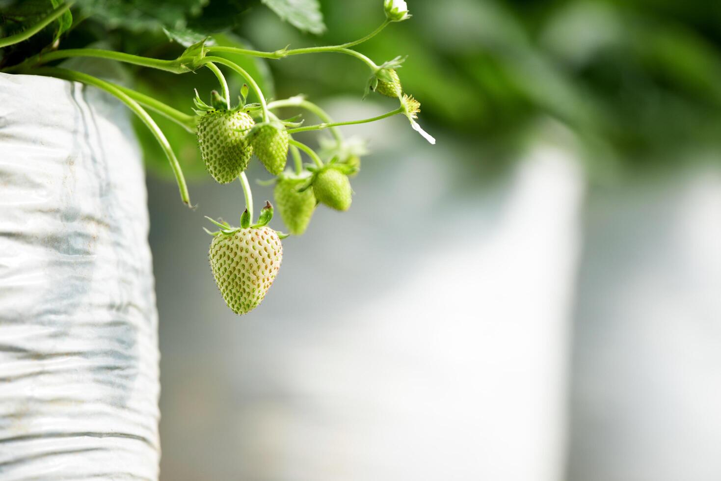 giovane fragola acerba sul suo ramo con pianta a foglia foto