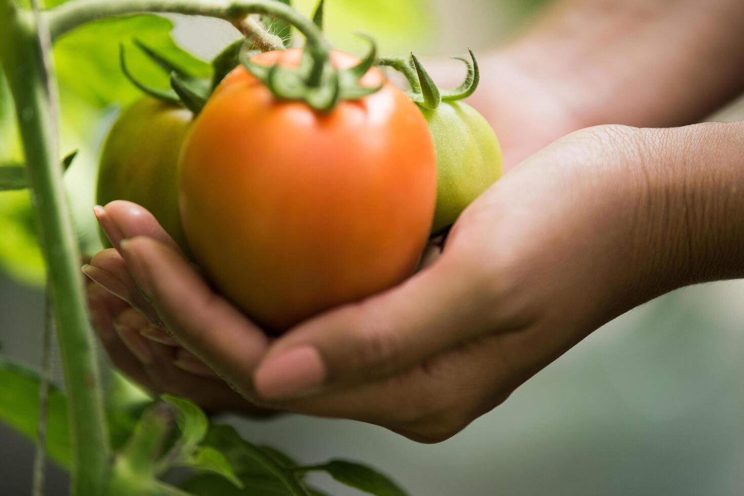 mano femminile che tiene il pomodoro in fattoria biologica foto