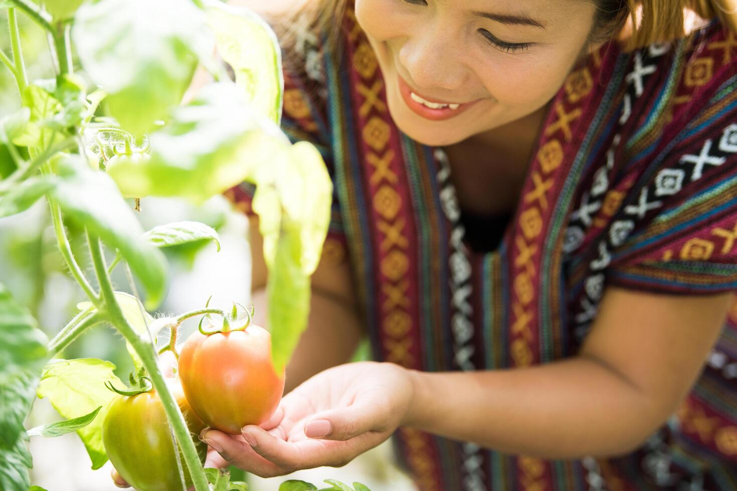 donne contadine che controllano il pomodoro nella fattoria di pomodori foto