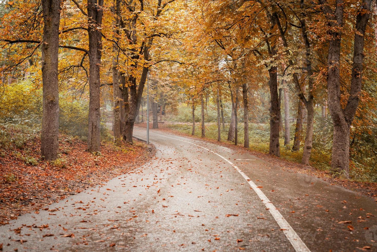 strada nella foresta d'autunno foto