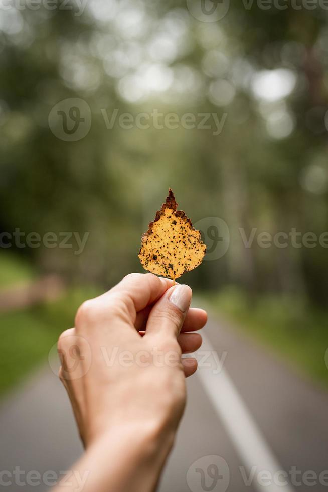 mano che tiene una foglia gialla su sfondo stradale giallo autunnale foto