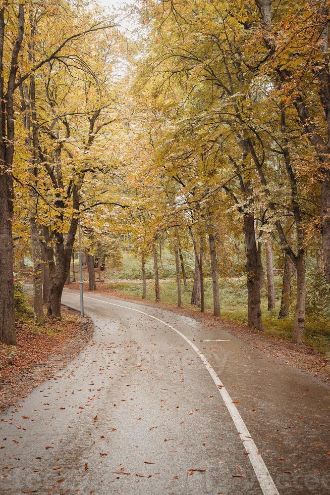 strada nella foresta d'autunno foto