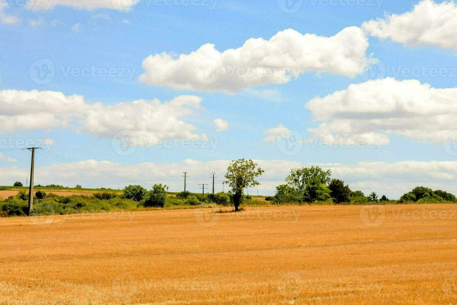 un' campo con un' albero nel il mezzo e un' blu cielo foto