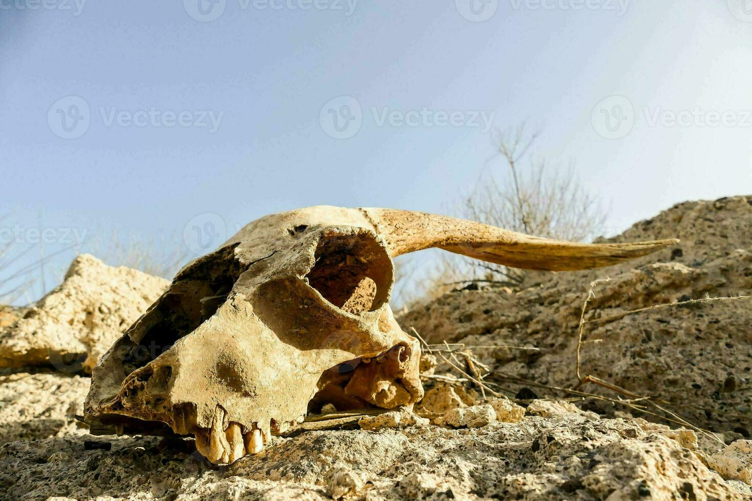 un' cranio con corna e un' lungo coda posa su il terra foto