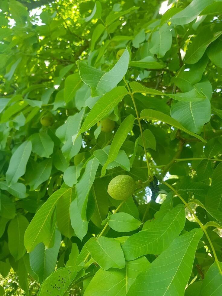 noce albero nel un' tranquillo, calmo ombreggiato boschetto foto