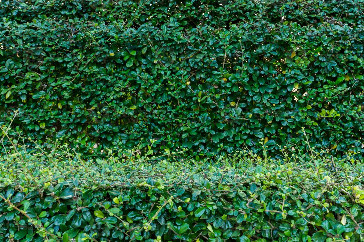 parete verde albero nel il giardino. foto