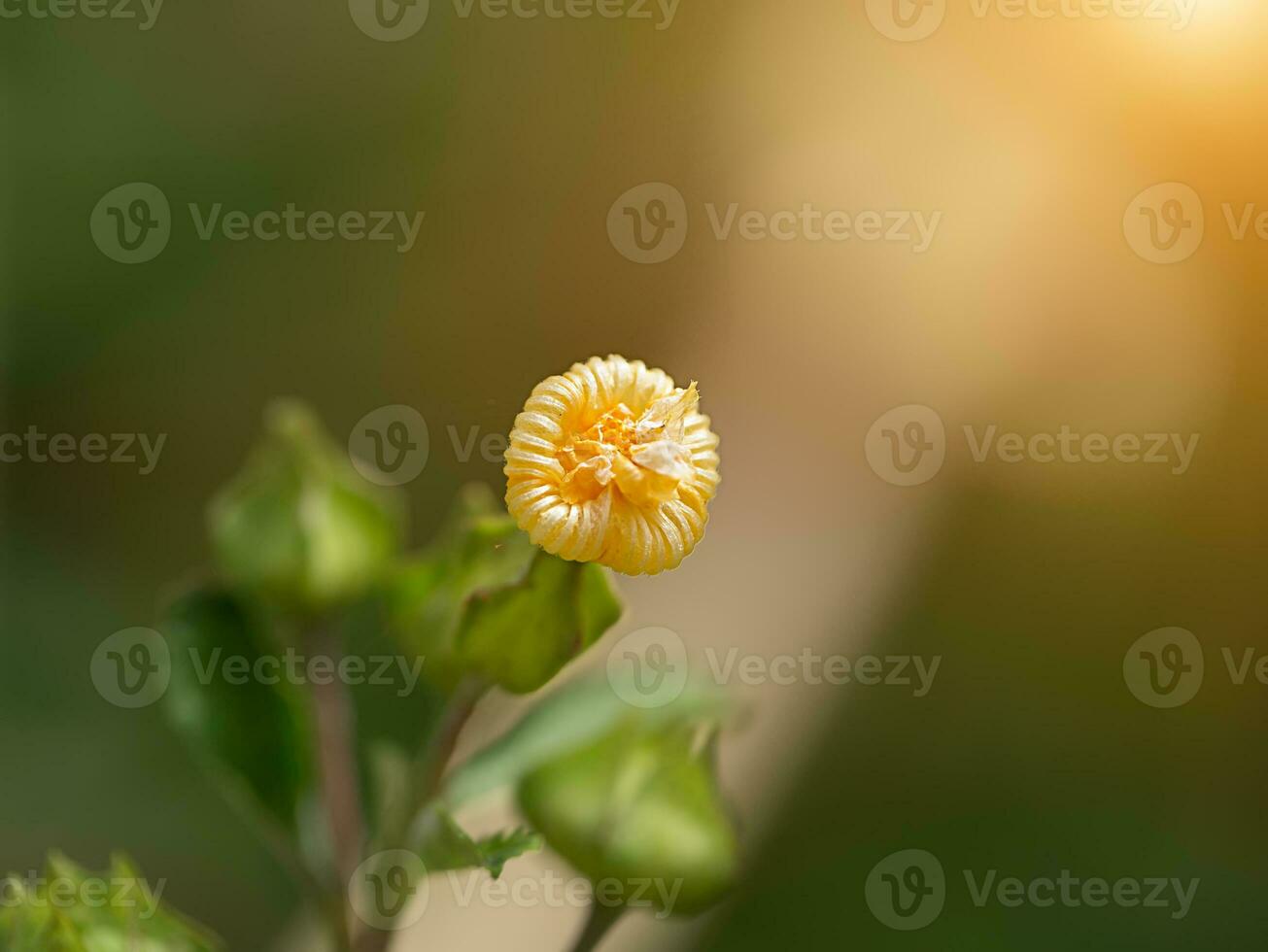 vicino su di nazione malva fiore nel il giardino foto