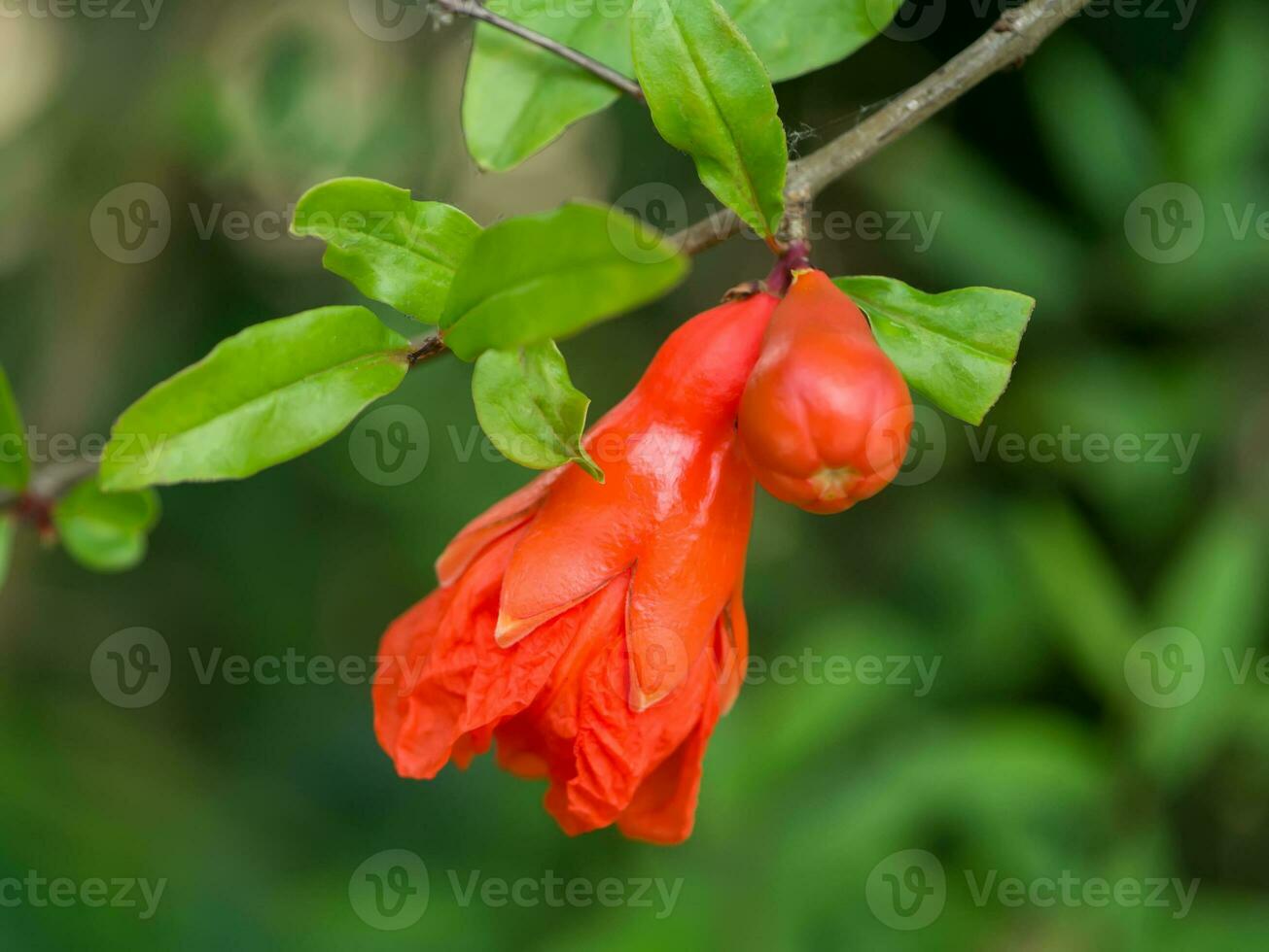 il fiore di Melograno frutta. foto