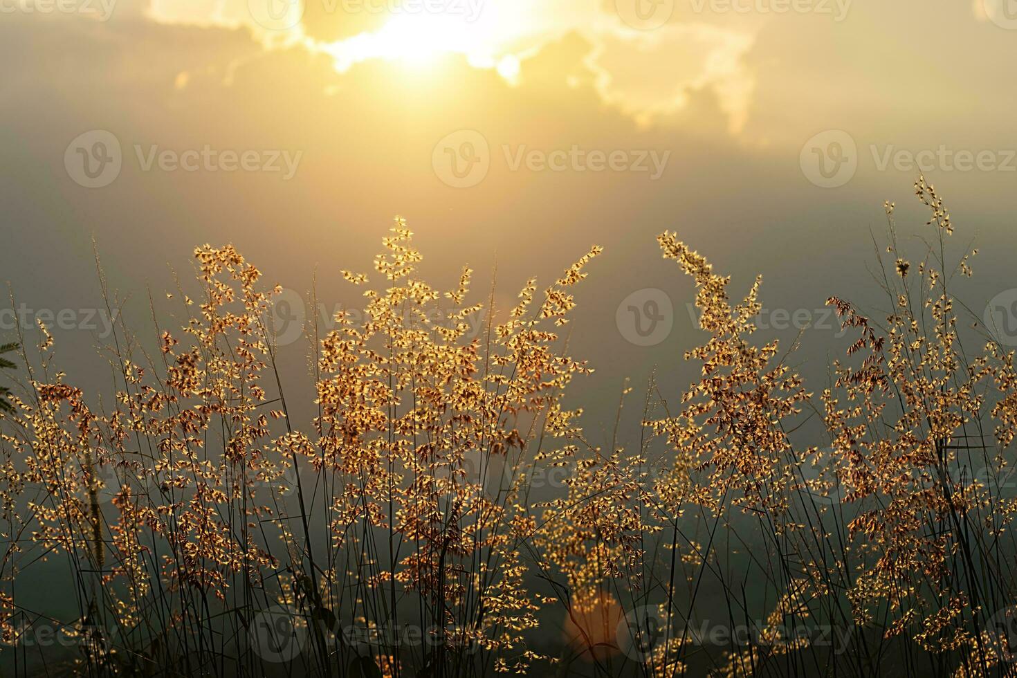 fiore erba con luce del sole. foto