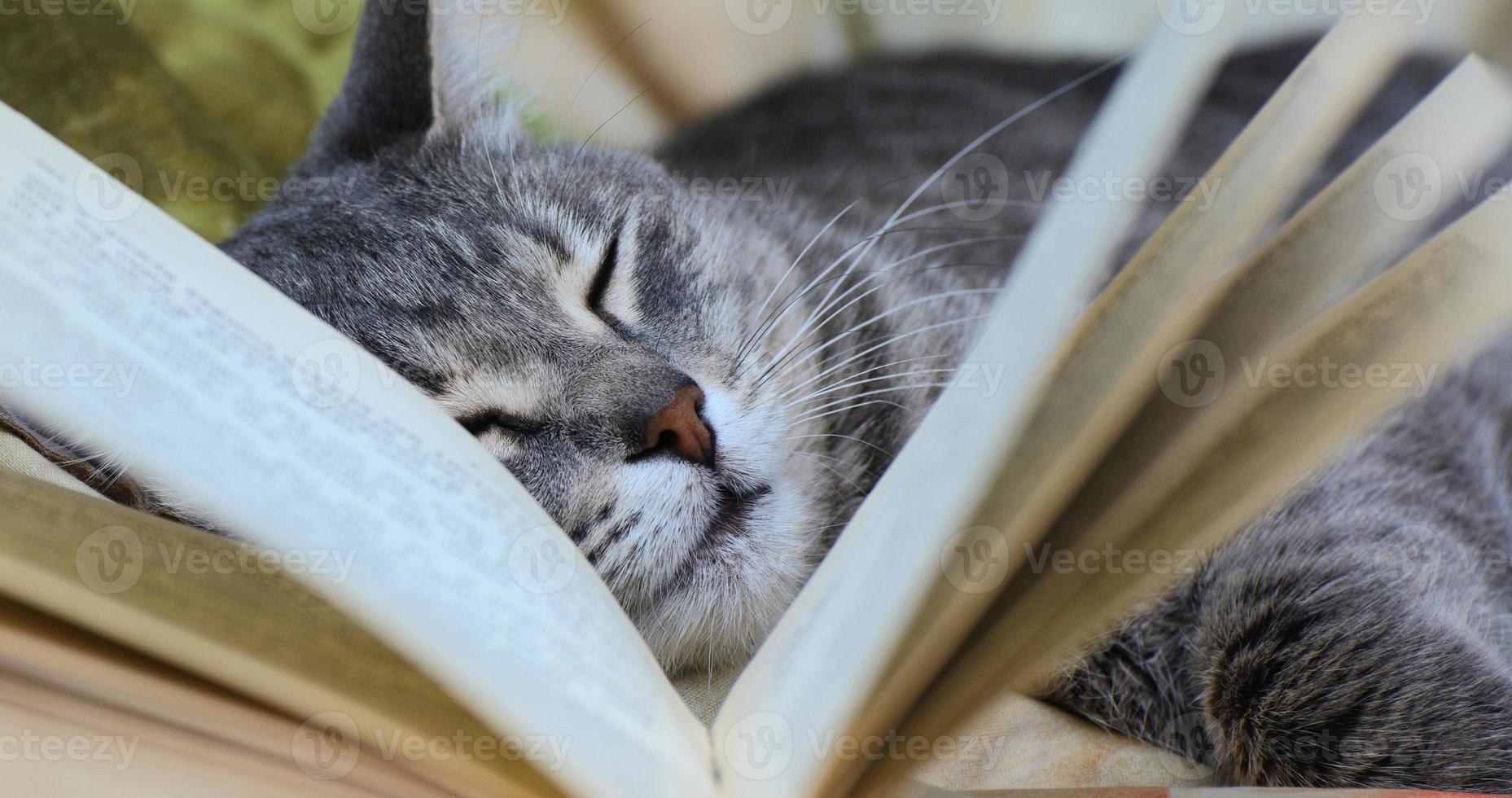 un gatto con gli occhi chiusi giace vicino a un libro aperto tra le pagine. foto