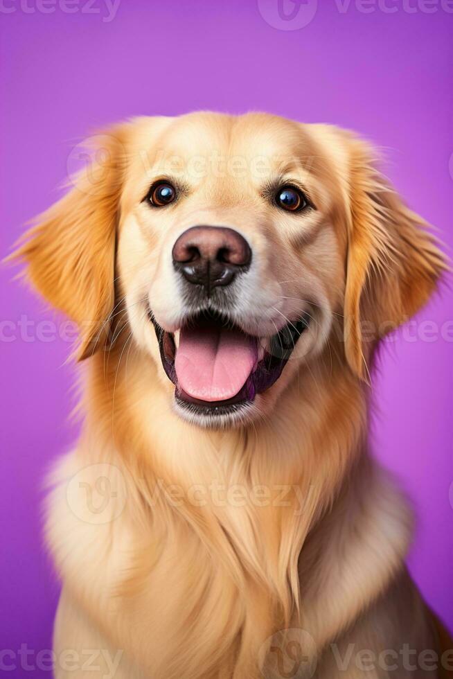 ai generato un' avvicinamento ritratto di un' d'oro cane da riporto cucciolo su un' viola sfondo foto