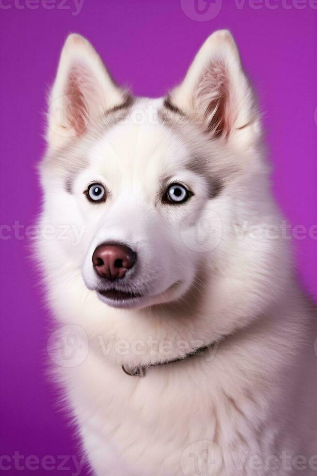 ai generato un' avvicinamento ritratto di un' rauco cane con blu occhi e un' viola sfondo foto