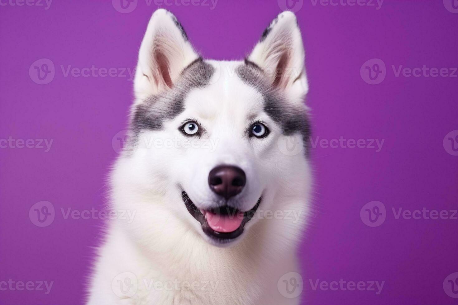 ai generato un' avvicinamento ritratto di un' rauco cane con blu occhi e un' viola sfondo foto