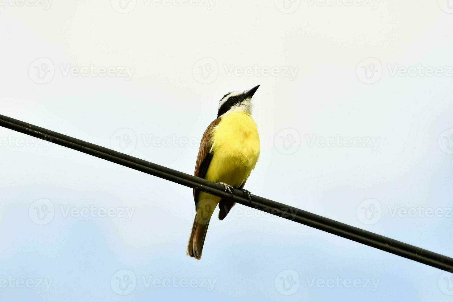un' giallo uccello seduta su un' filo con un' blu cielo nel il sfondo foto