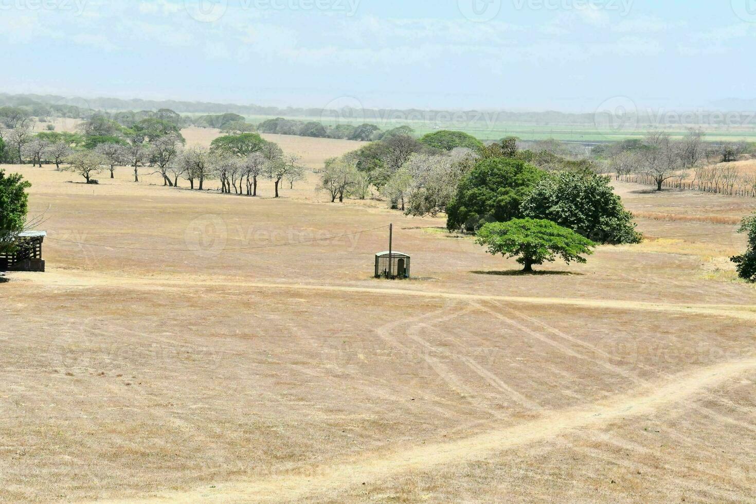 un' sporco strada nel un' campo con alberi foto