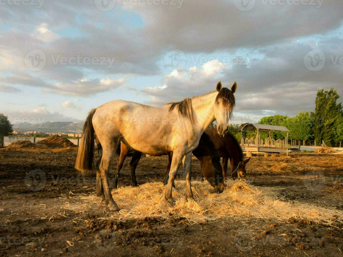 cavalli mangiare fieno nel un' campo foto