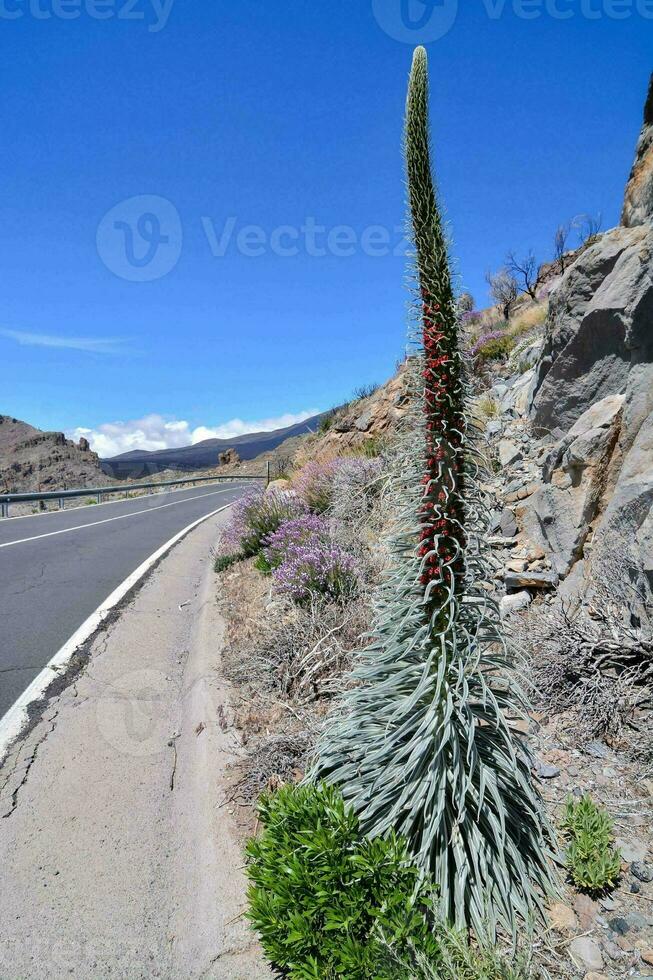 un' pianta con un' lungo stelo e fiori su il lato di il strada foto