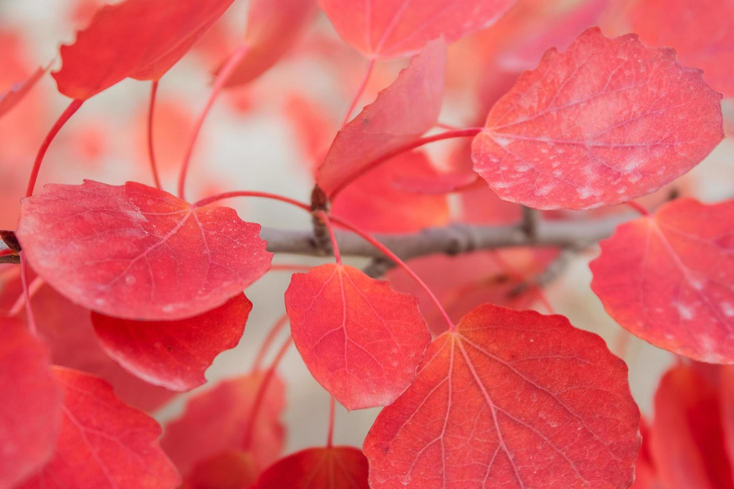 foglie autunnali rosse su un ramo. foto
