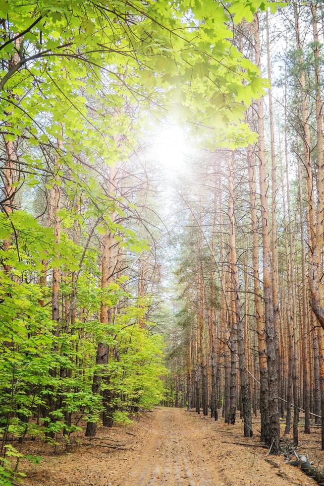 percorso attraverso la foresta tra pini e aceri. foto