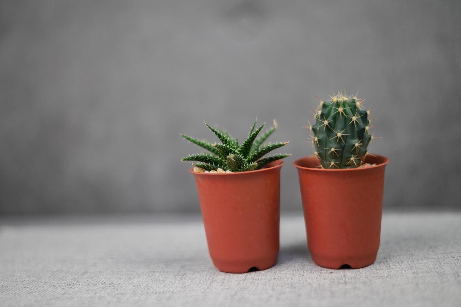 cactus sul tavolo in camera foto