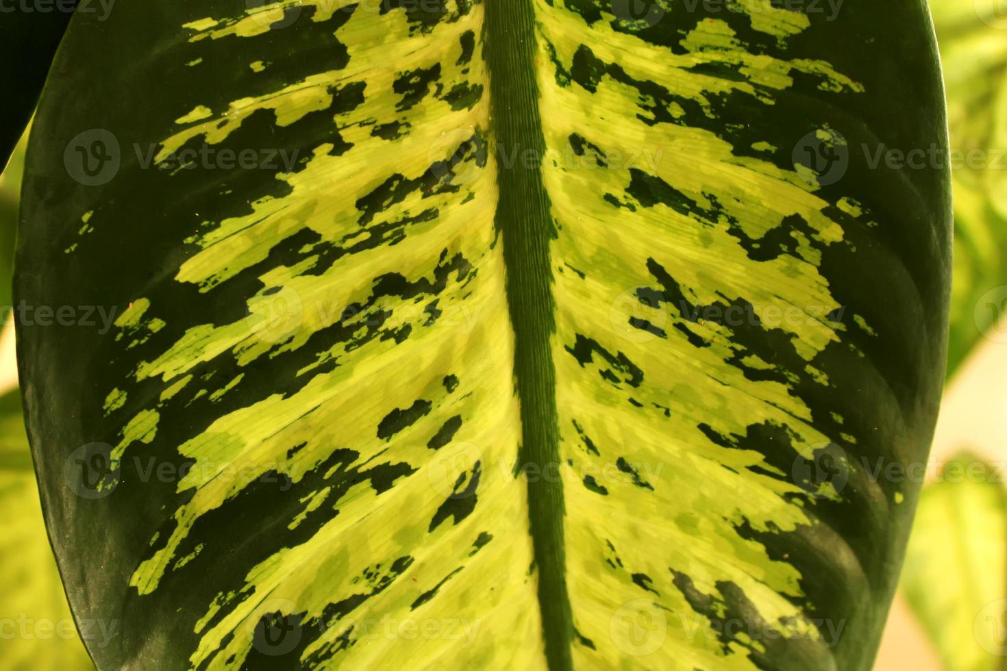 sfondo naturale frondoso erboso o sfondo costituito da una varietà di piante. foglie tropicali foto