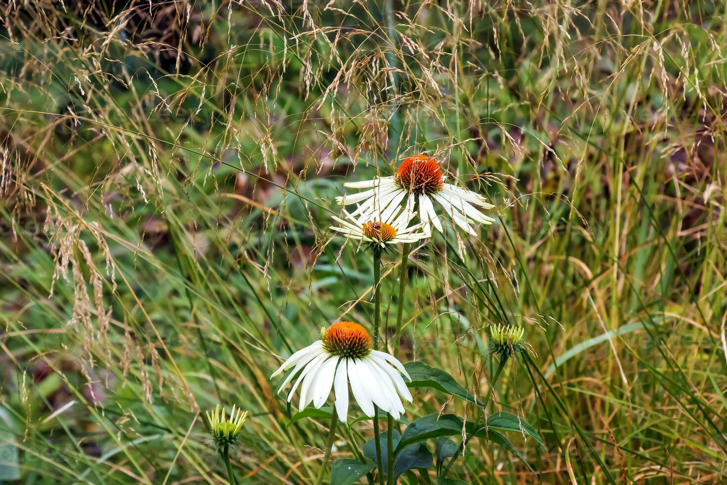 echinacea purpurea. un' classico nord americano prateria pianta con appariscente grande fiori. foto