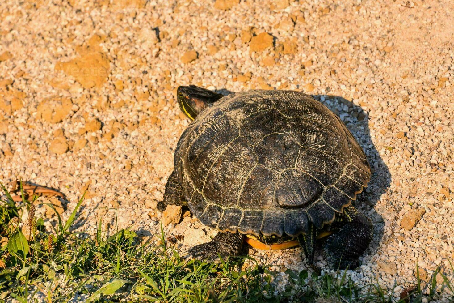 selvaggio tartaruga avvicinamento foto