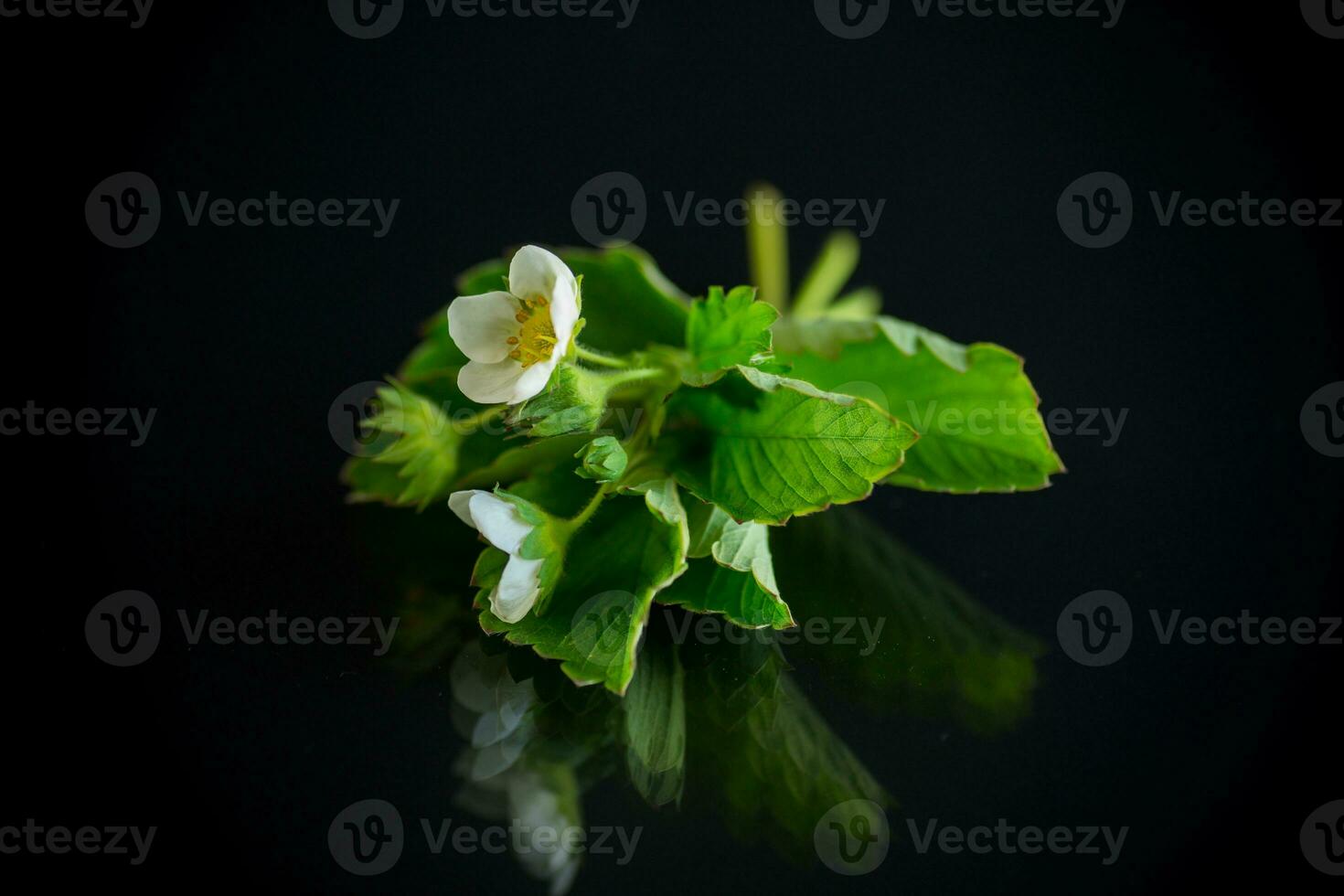 bianca piccolo fragola fiore con fogliame su nero sfondo foto