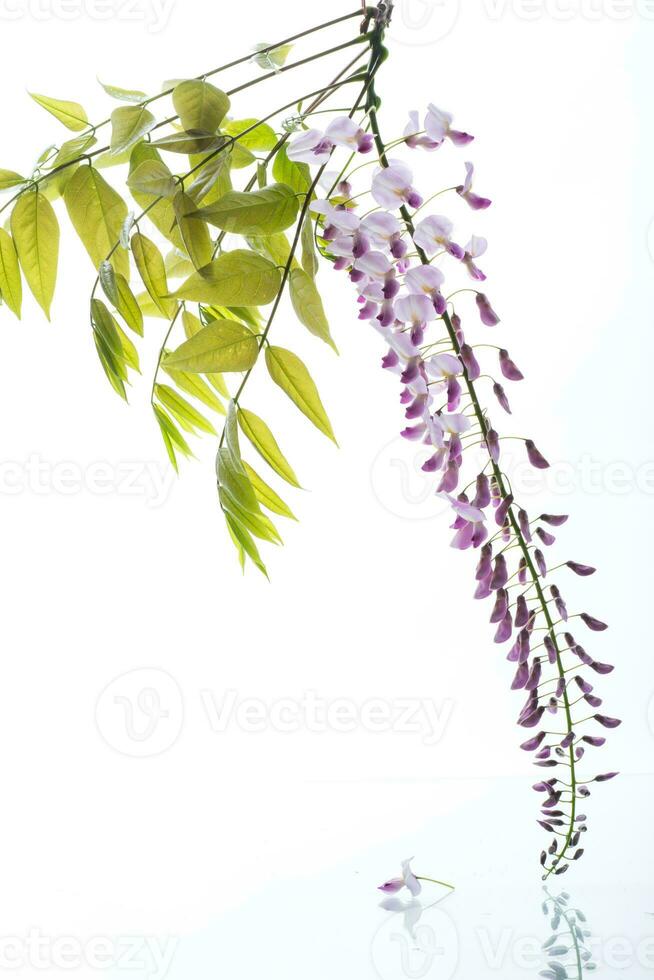 ramo di bellissimo primavera fioritura glicine, isolato su bianca foto