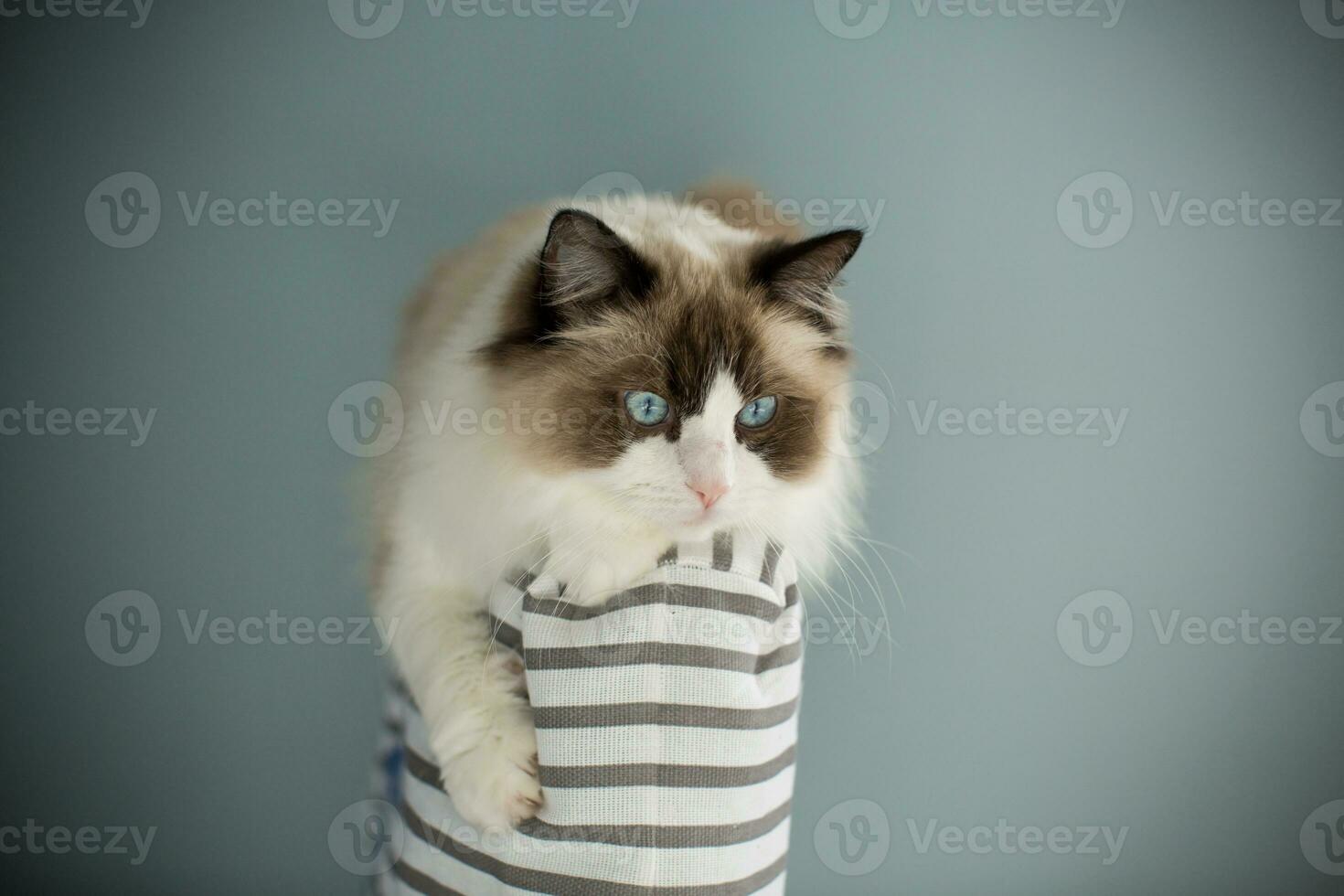 giovane bellissimo di razza bambola di pezza gatto a casa foto