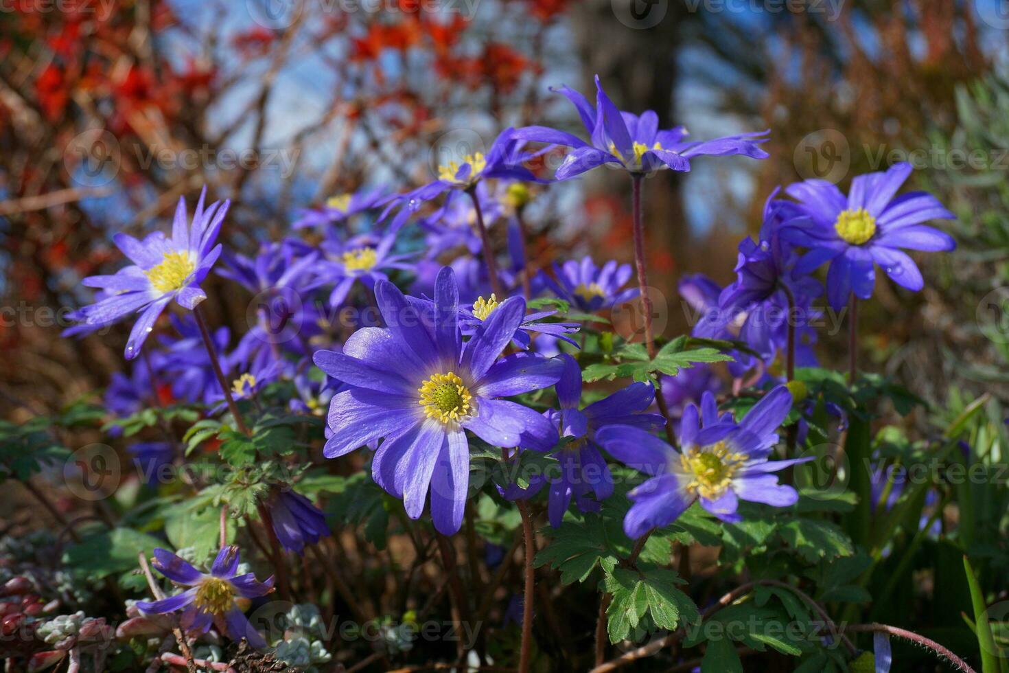 bellissimo blu anemone appennino fiori su verde erba sfondo vicino su. foto