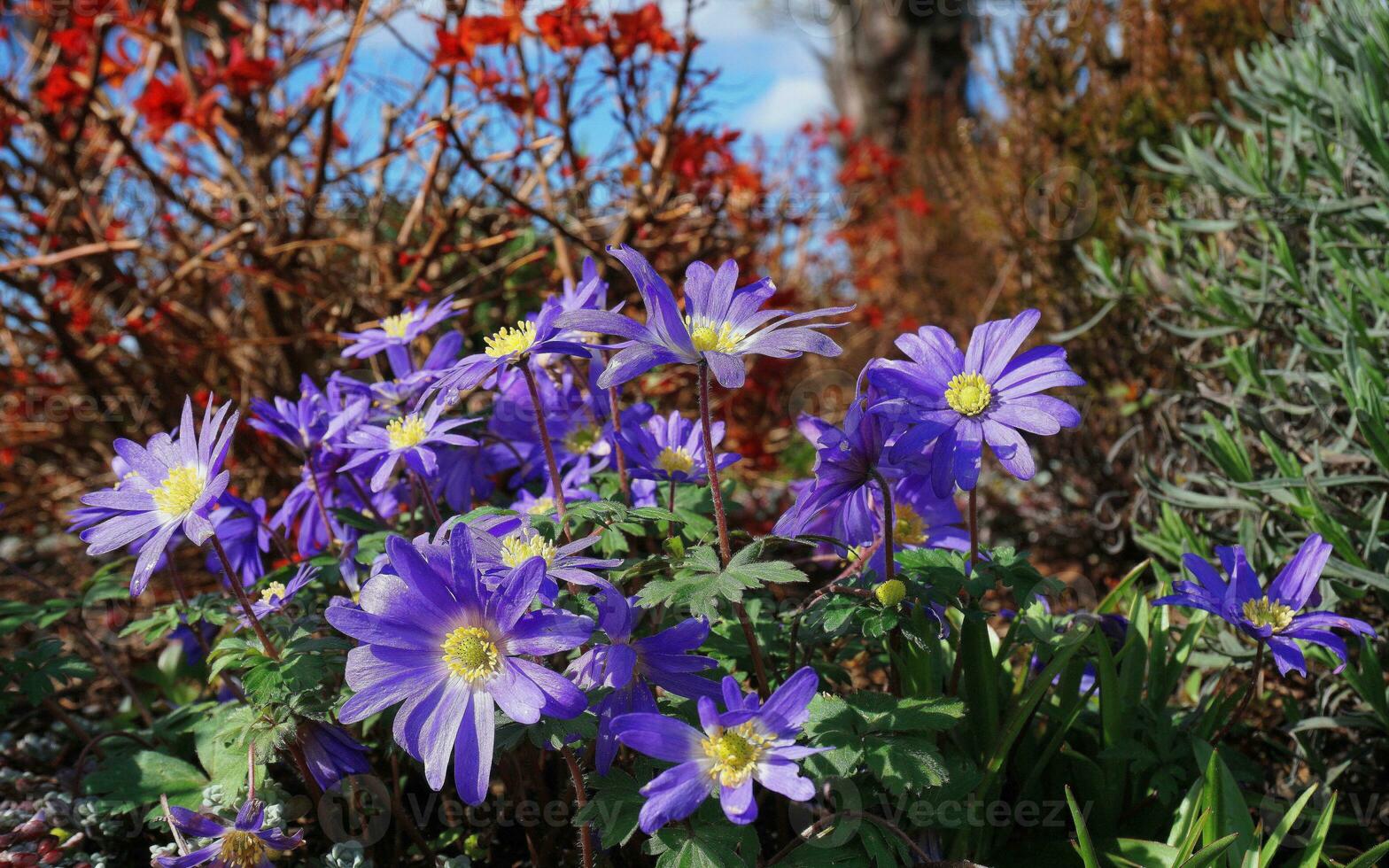 bellissimo blu anemone appennino fiori su verde erba sfondo vicino su. foto