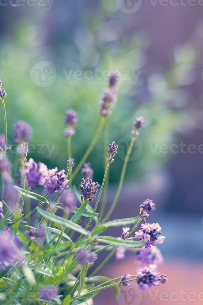 lavanda fioritura nel luce del sole foto