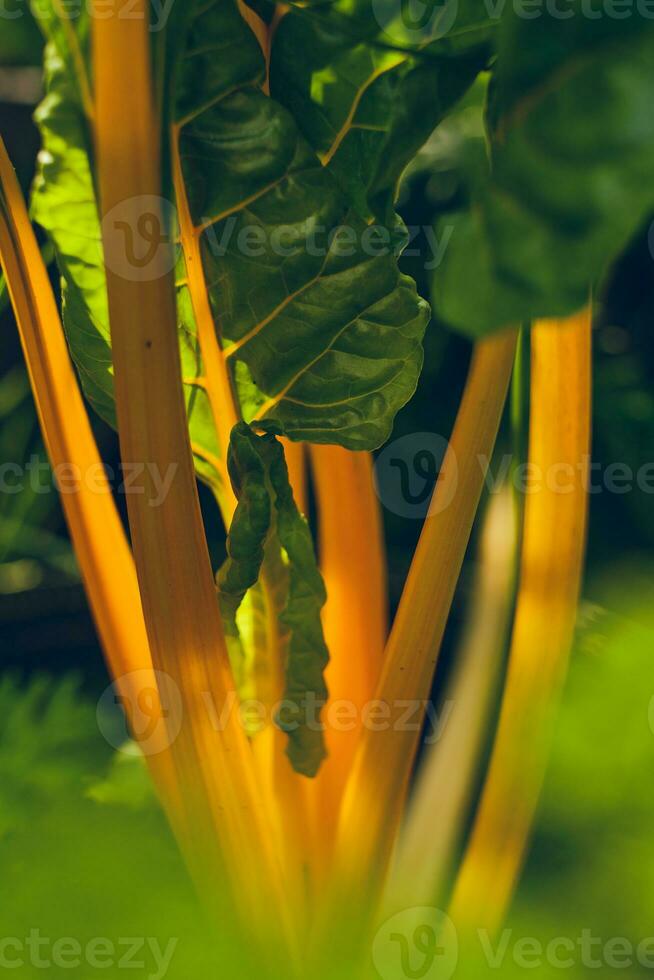 giallo bietola nel luce del sole foto