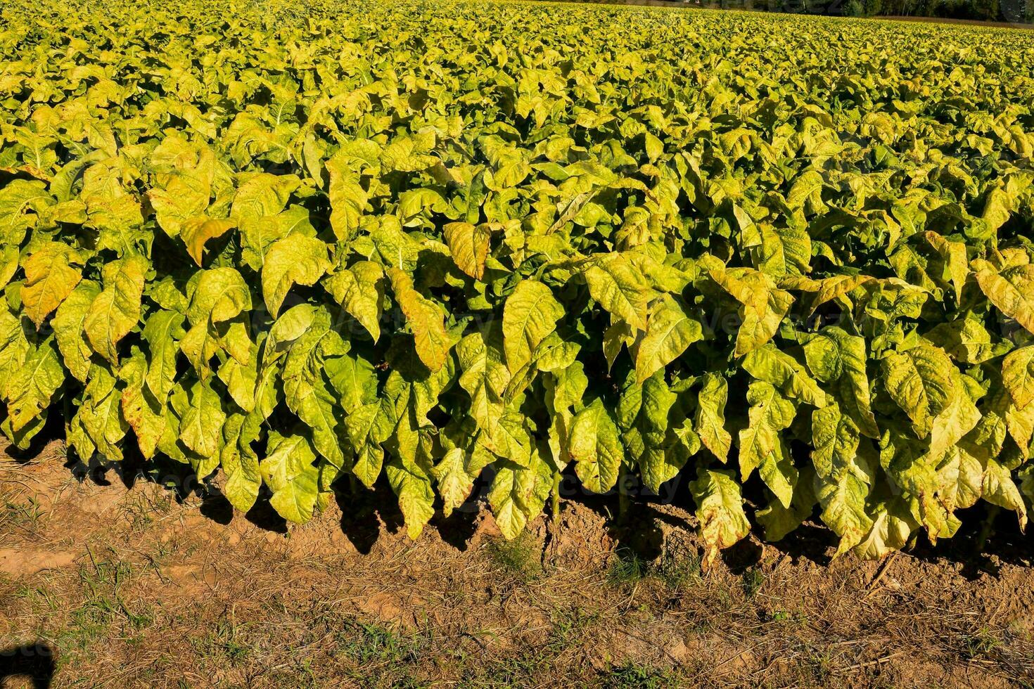 un' campo di tabacco impianti con giallo le foglie foto