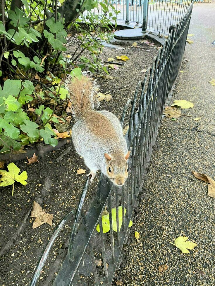 un' Visualizza di un' grigio scoiattolo nel un' Londra parco foto