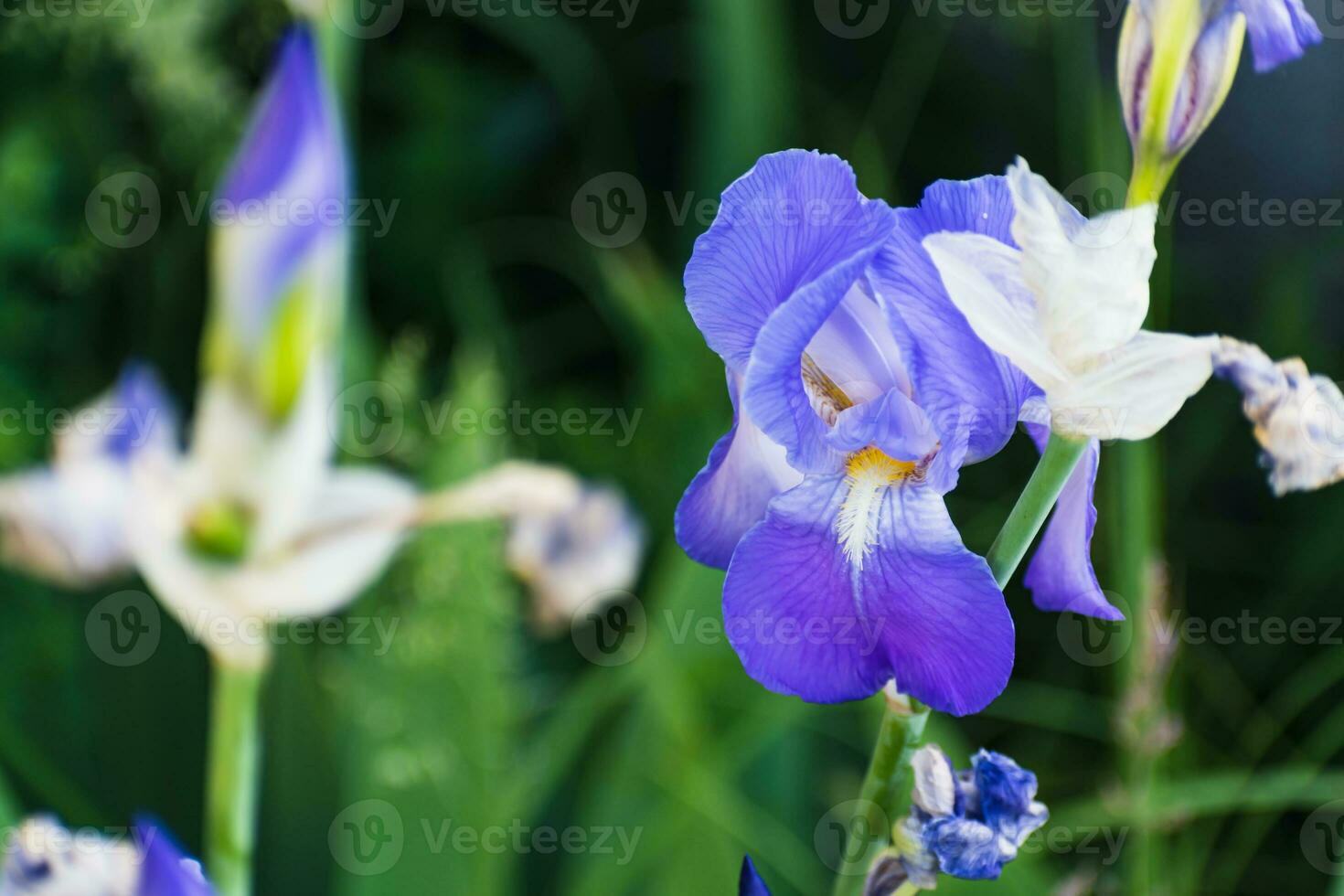 bellissimo blu e viola iris fiore a primavera e estate foto