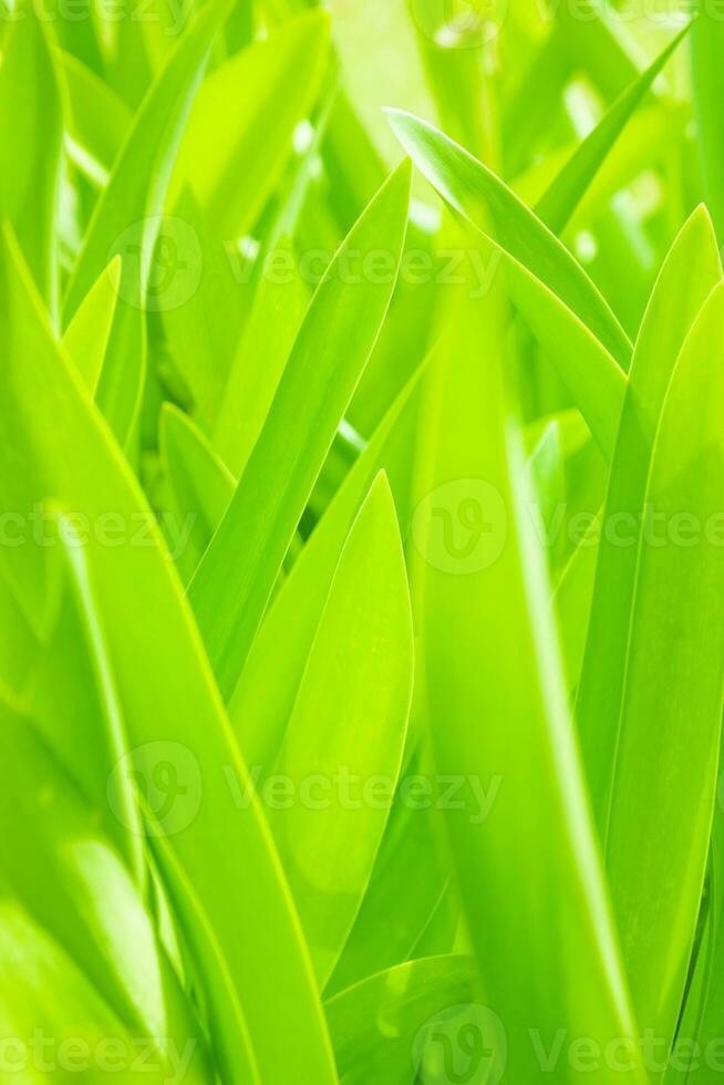 sfondo verde erba foto
