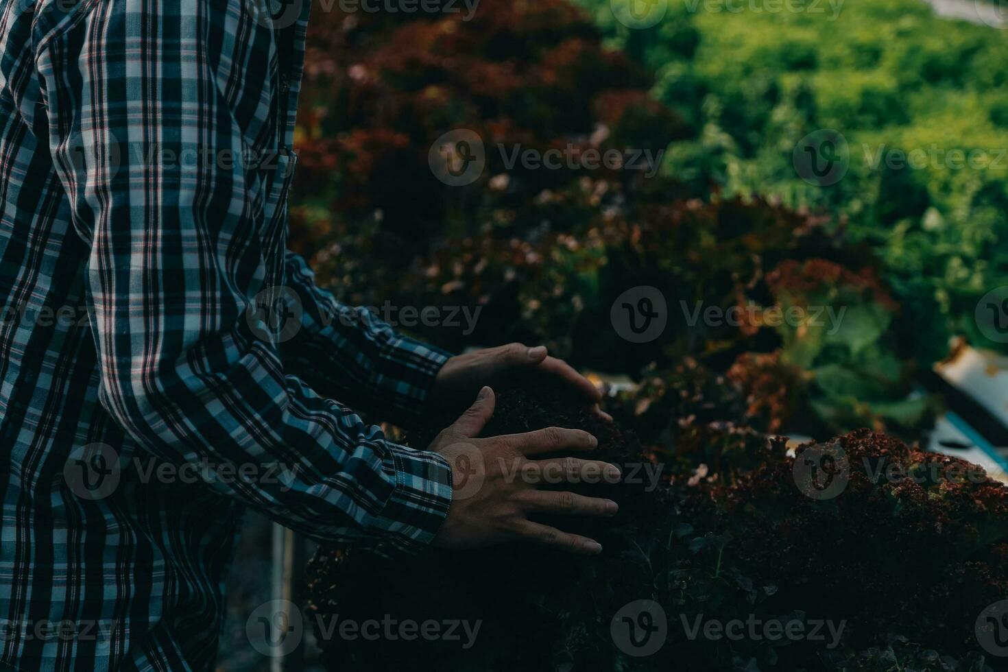 contadino coltivare salutare nutrizione biologico insalata verdure nel idroponica agribusiness azienda agricola. foto