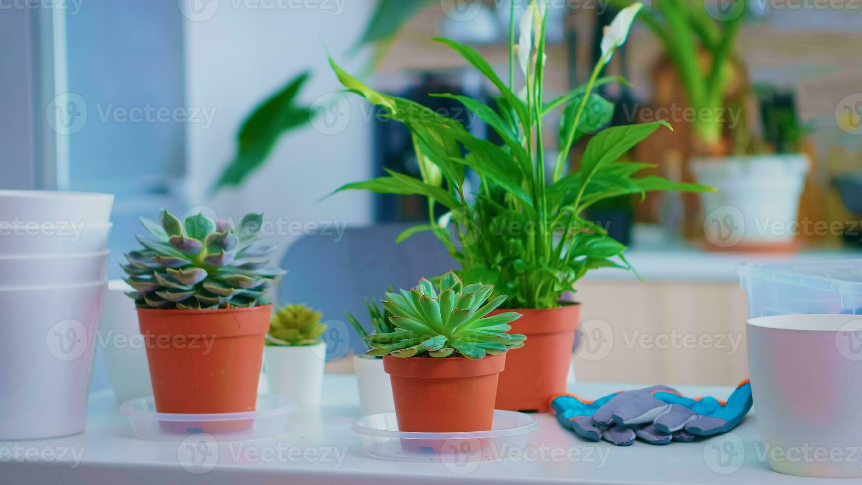 fiori posto su cucina tavolo per reimpianto a casa. fertile suolo con un' pala in pentola, bianca ceramica pentola e casa dei fiori impianti preparato per piantare a casa, Casa giardinaggio per Casa decorazione foto