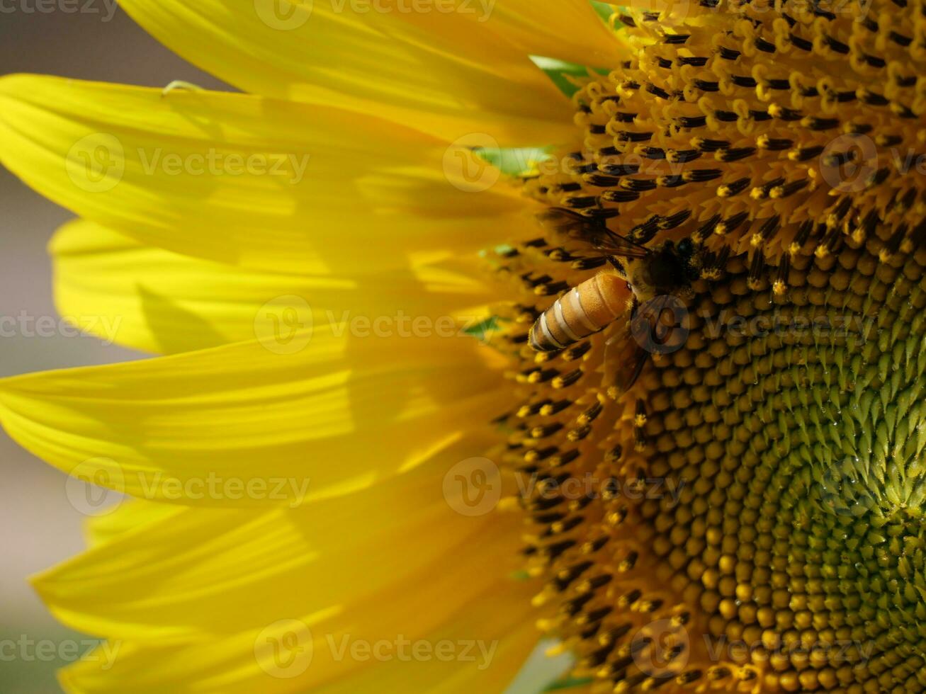 avvicinamento di un' fioritura girasole con un' ape ricerca per nettare. foto
