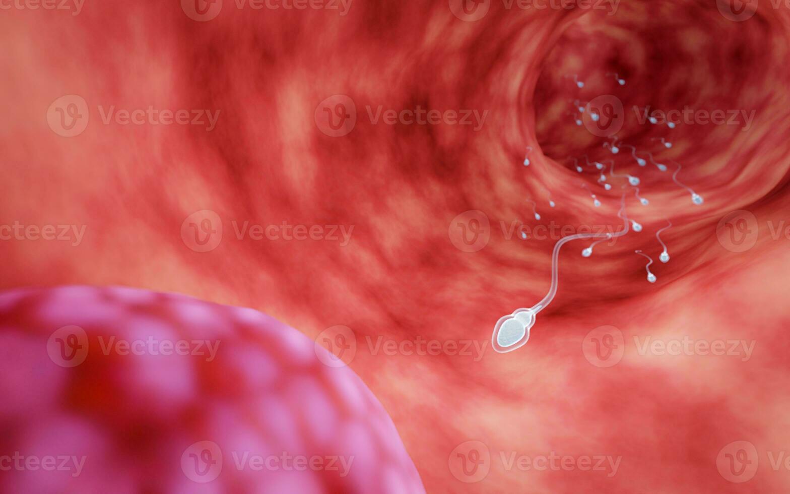molte di sperma nel il utero siamo nuoto gare per ottenere per il femminile uovo. si riferisce per combaciamento o fecondazione di umani. 3d interpretazione foto