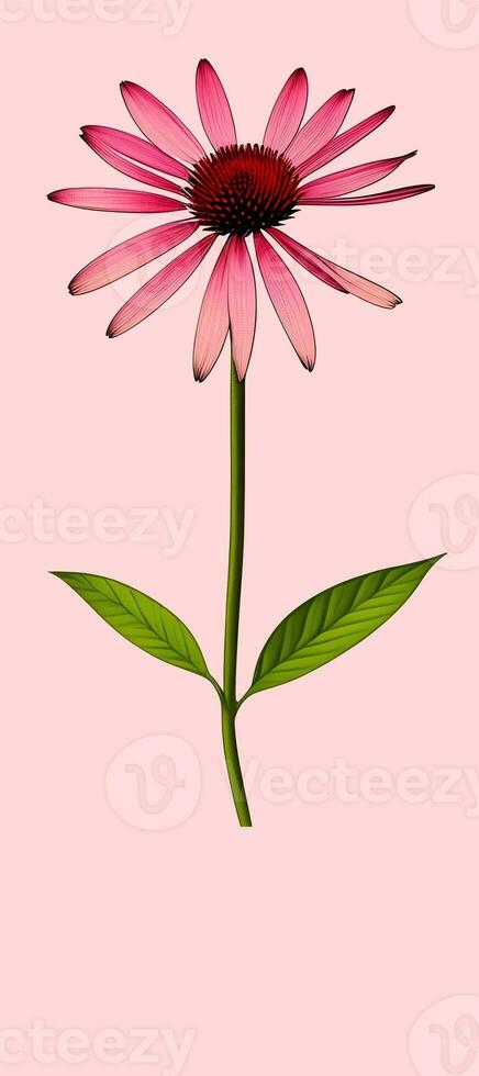 ai generato illustrazione di echinacea purpurea generativo ai. un' classico nord americano prateria pianta con appariscente grande fiori. foto