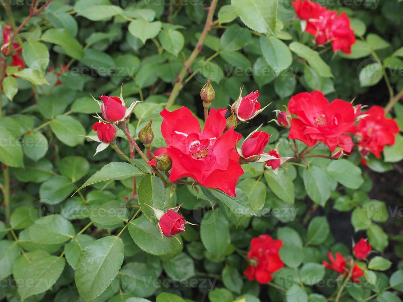 rose rosse nel parco foto