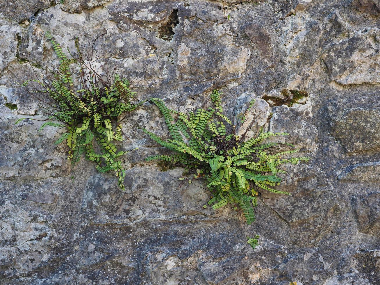 pianta che cresce su una roccia nella natura foto