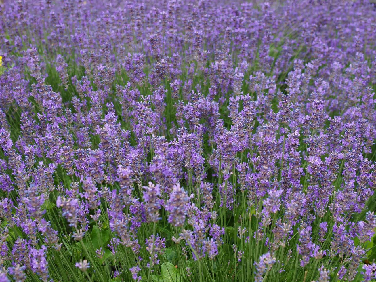 fiori di lavanda viola foto