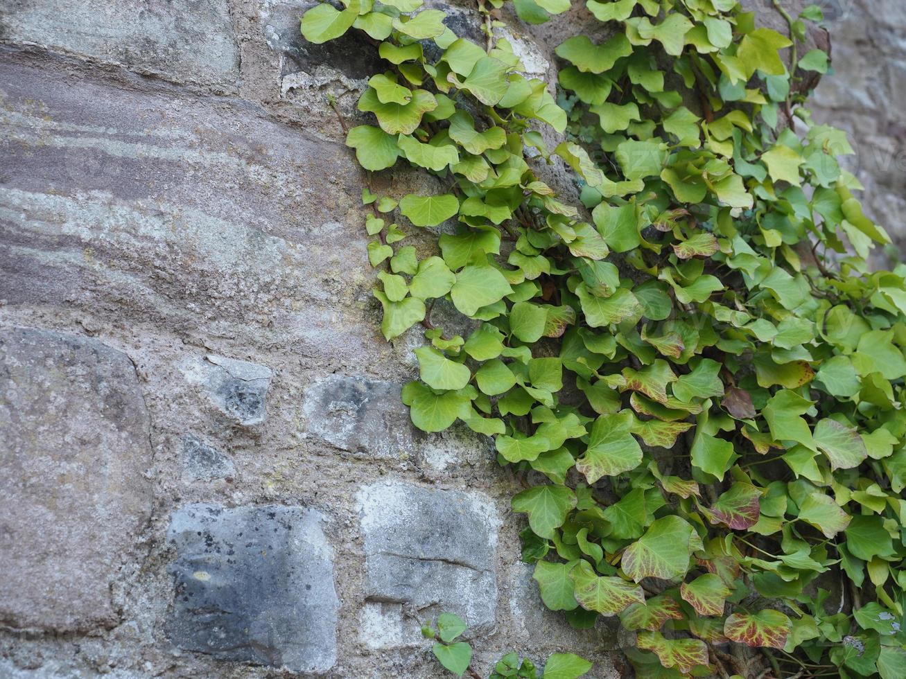 pianta di edera su pietra foto