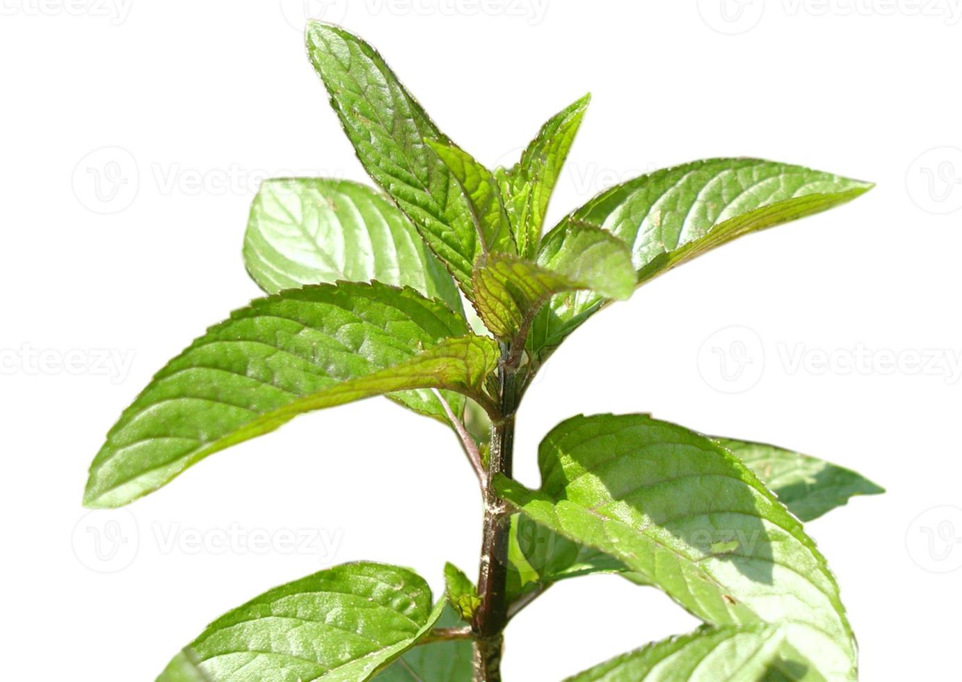 pianta di menta piperita aka mentha piperita isolata su bianco foto